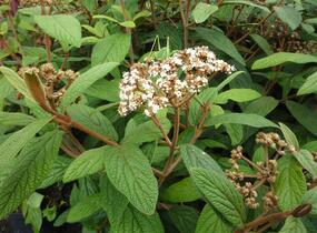 Kalina vrásčitolistá - Viburnum rhytidophyllum