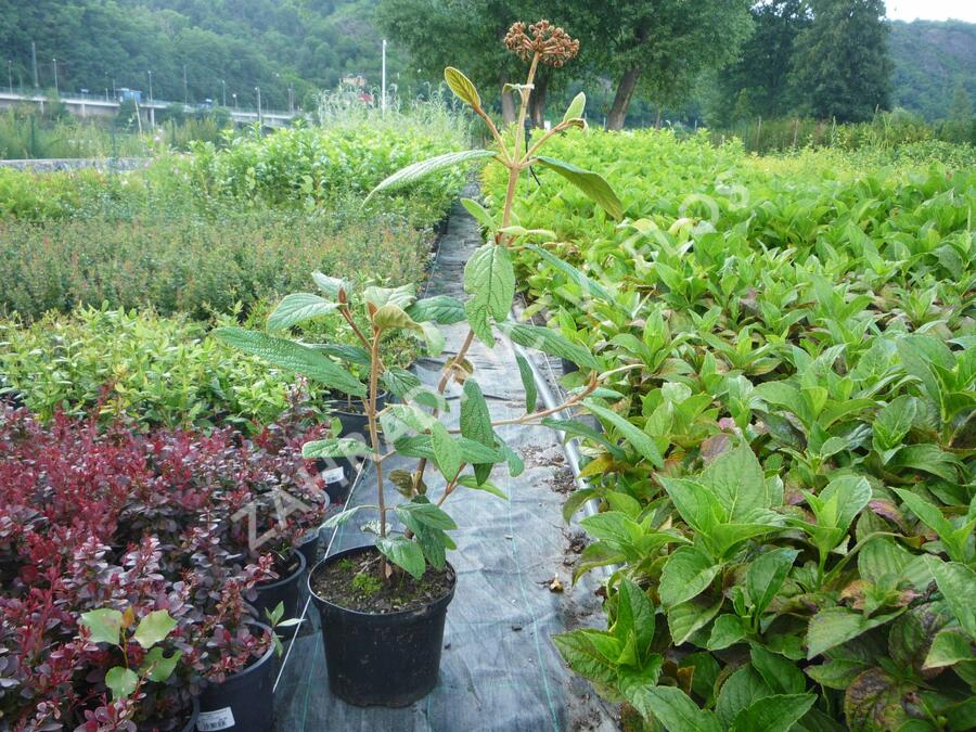 Kalina vrásčitolistá - Viburnum rhytidophyllum