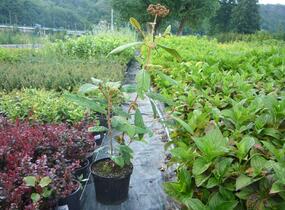 Kalina vrásčitolistá - Viburnum rhytidophyllum