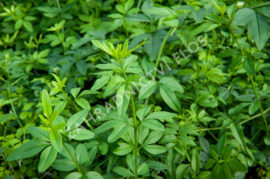 Jasmín křovitý - Jasminum fruticans