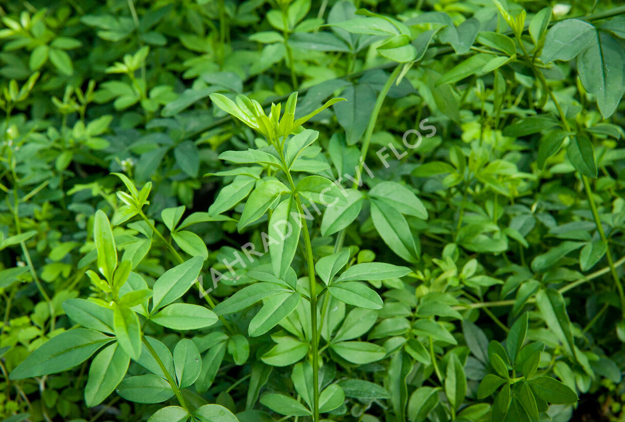 Jasmín křovitý - Jasminum fruticans