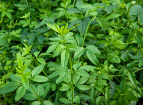 Jasmín křovitý - Jasminum fruticans