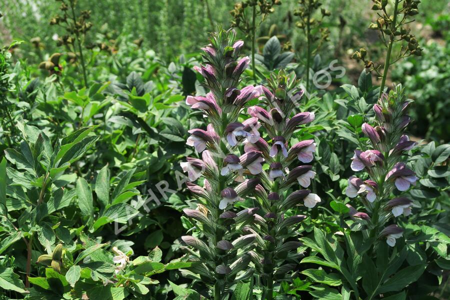 Paznehtník měkký 'Morning Candle' - Acanthus mollis 'Morning Candle'