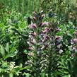 Paznehtník měkký 'Morning Candle' - Acanthus mollis 'Morning Candle'