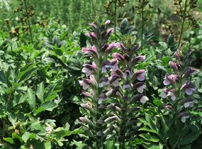 Paznehtník měkký 'Morning Candle' - Acanthus mollis 'Morning Candle'