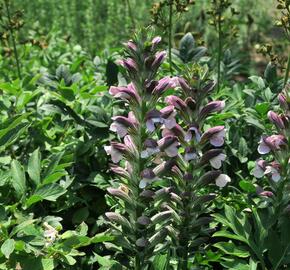 Paznehtník měkký 'Morning Candle' - Acanthus mollis 'Morning Candle'