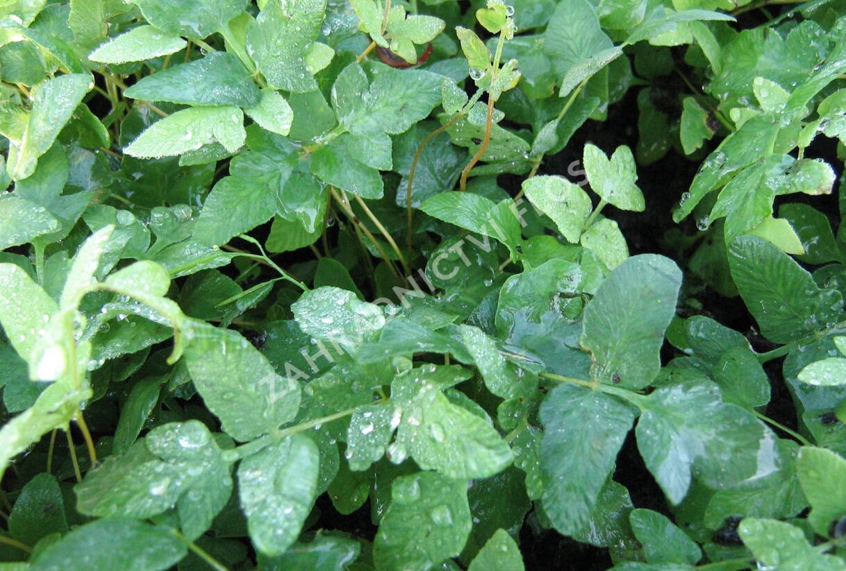 Podezřeň královská - Osmunda regalis