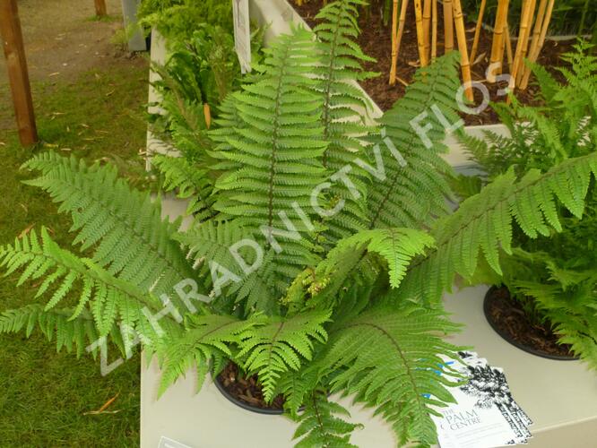 Kapraď Wallichova - Dryopteris wallichiana