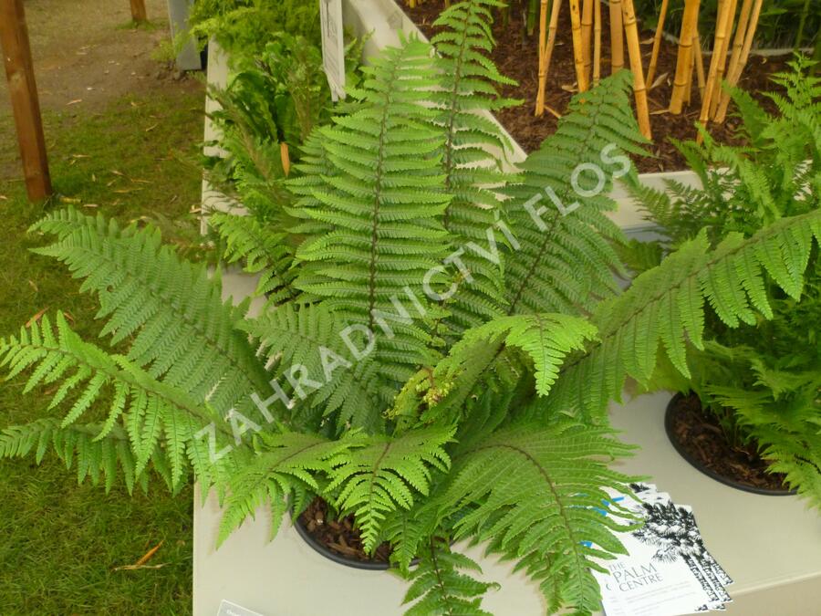 Kapraď Wallichova - Dryopteris wallichiana