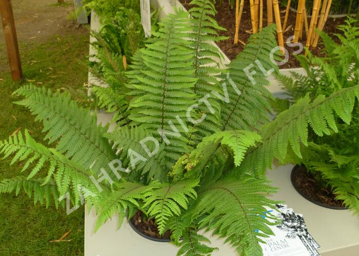 Kapraď Wallichova - Dryopteris wallichiana