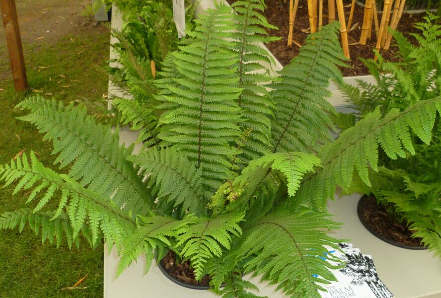 Kapraď Wallichova - Dryopteris wallichiana