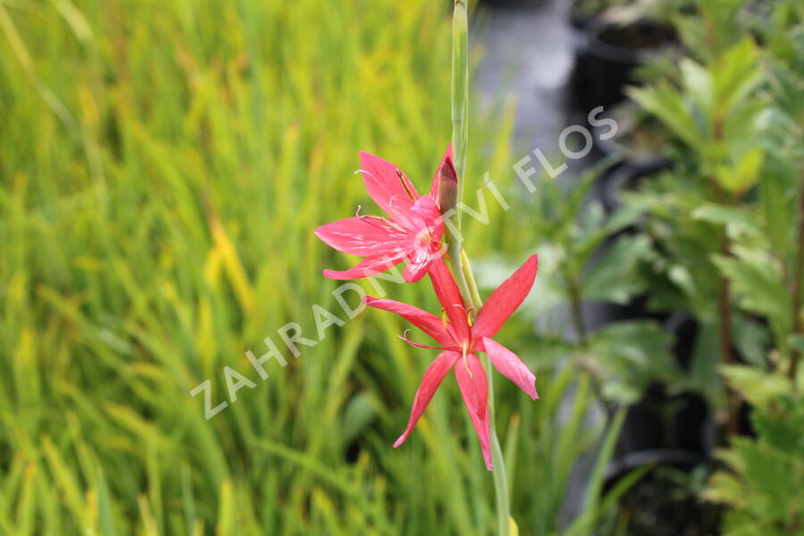 Říční lilie - Schizostylis coccinea