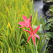 Říční lilie - Schizostylis coccinea