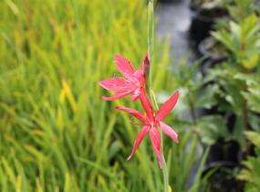 Říční lilie - Schizostylis coccinea