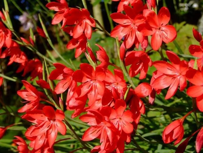 Říční lilie - Schizostylis coccinea