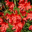 Říční lilie - Schizostylis coccinea