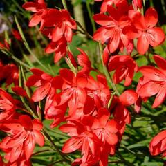 Říční lilie - Schizostylis coccinea