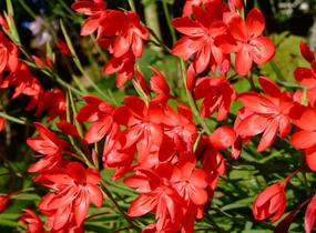 Říční lilie - Schizostylis coccinea