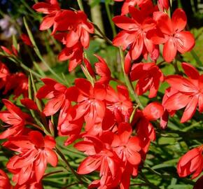Říční lilie - Schizostylis coccinea