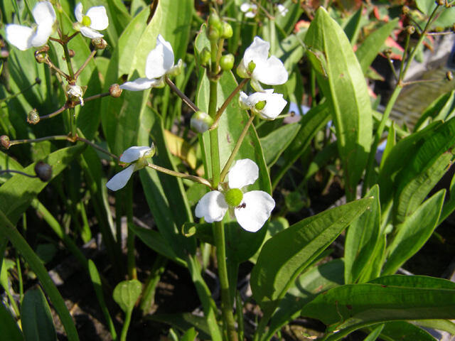 Šípatka trávolistá - Sagittaria graminea