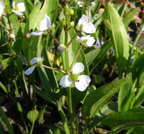 Šípatka trávolistá - Sagittaria graminea