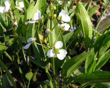 Šípatka trávolistá