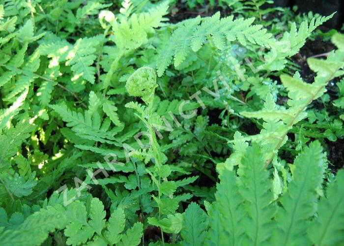 Kapraď samec - Dryopteris filix-mas