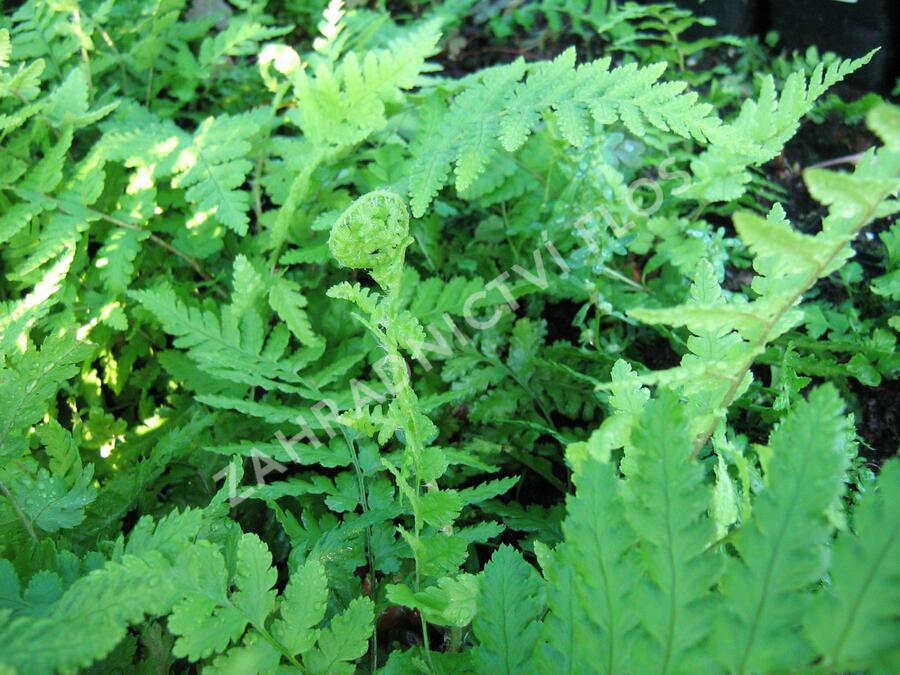 Kapraď samec - Dryopteris filix-mas