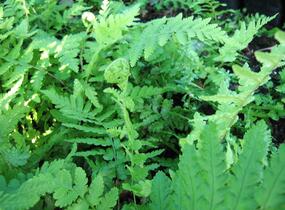 Kapraď samec - Dryopteris filix-mas