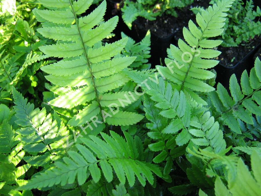 Kapraď černavá - Dryopteris atrata