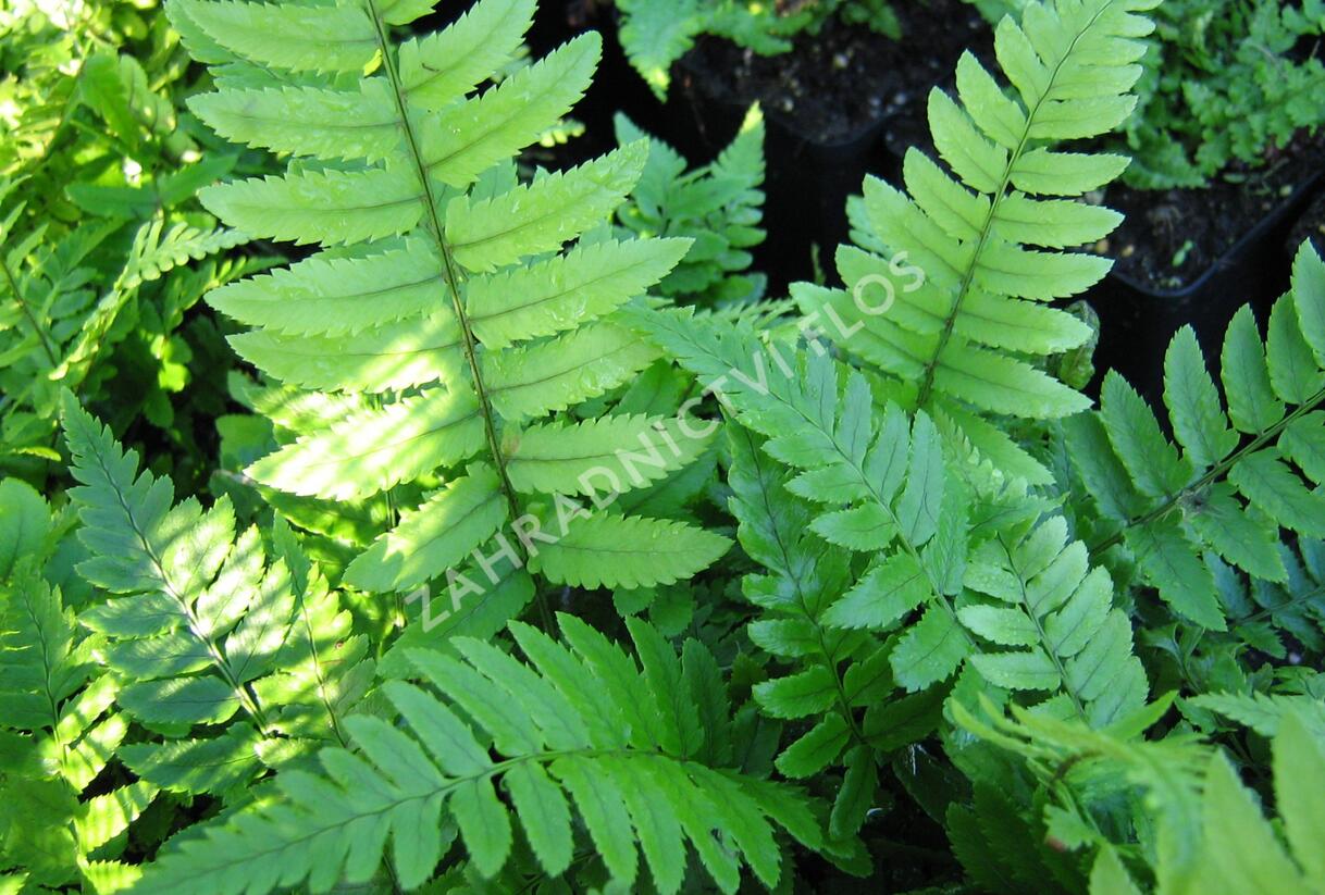 Kapraď černavá - Dryopteris atrata