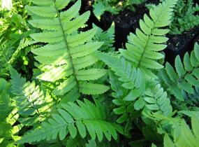 Kapraď černavá - Dryopteris atrata