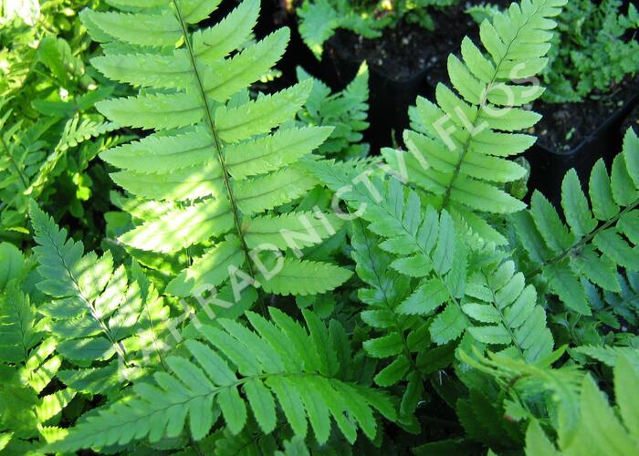 Kapraď černavá - Dryopteris atrata