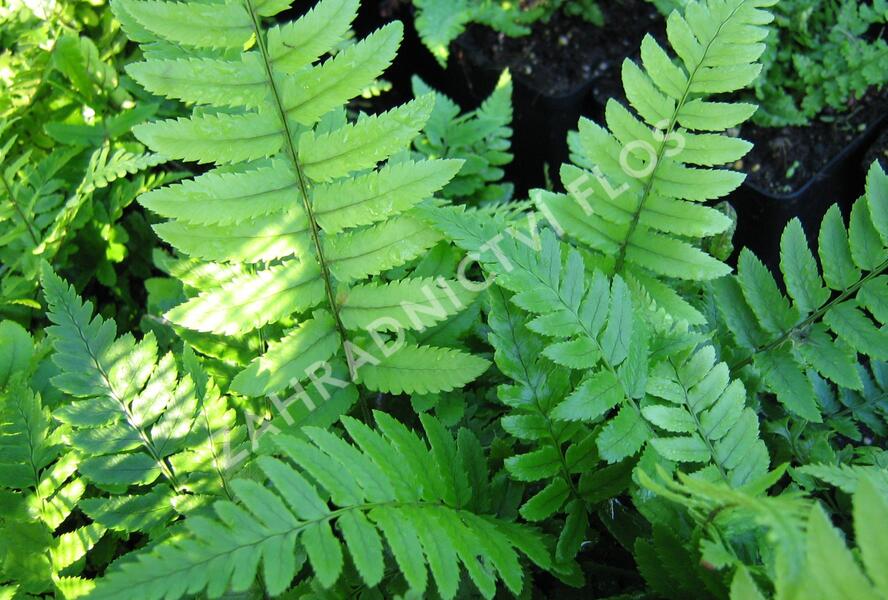 Kapraď černavá - Dryopteris atrata