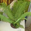 Kapraď černavá - Dryopteris atrata