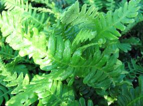 Žebrovice různolistá - Blechnum spicant