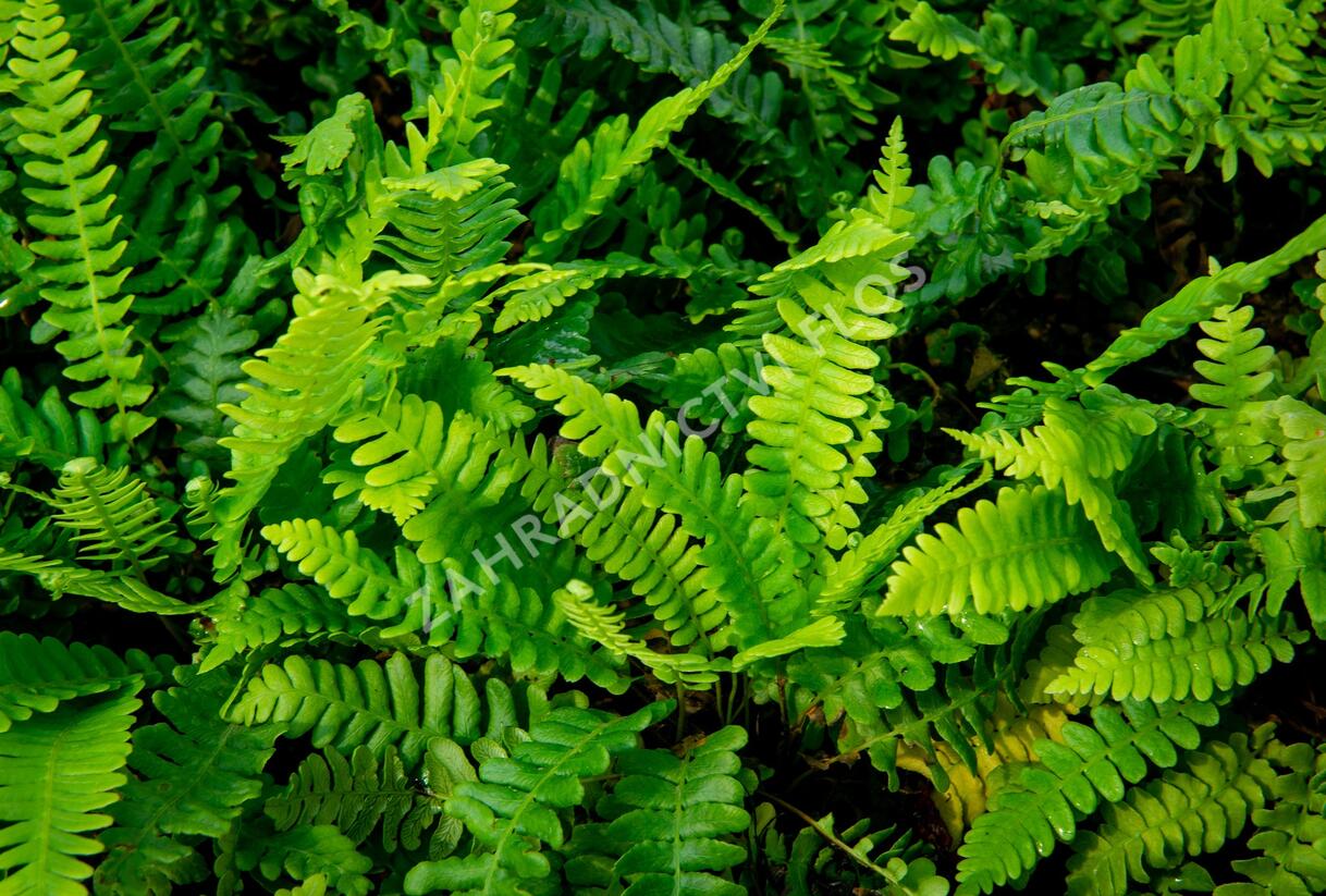 Žebrovice různolistá - Blechnum spicant