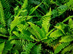 Žebrovice různolistá - Blechnum spicant