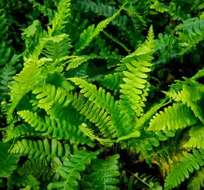 Žebrovice různolistá - Blechnum spicant