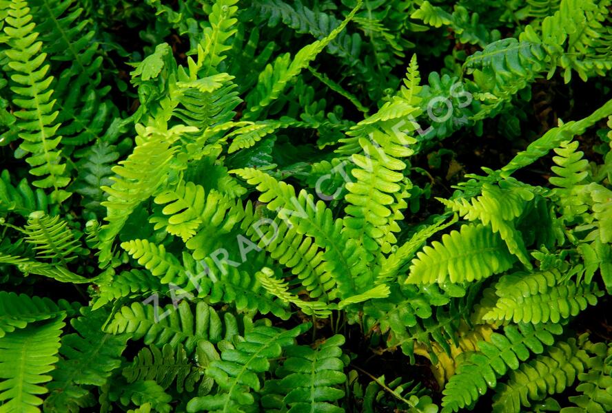 Žebrovice různolistá - Blechnum spicant