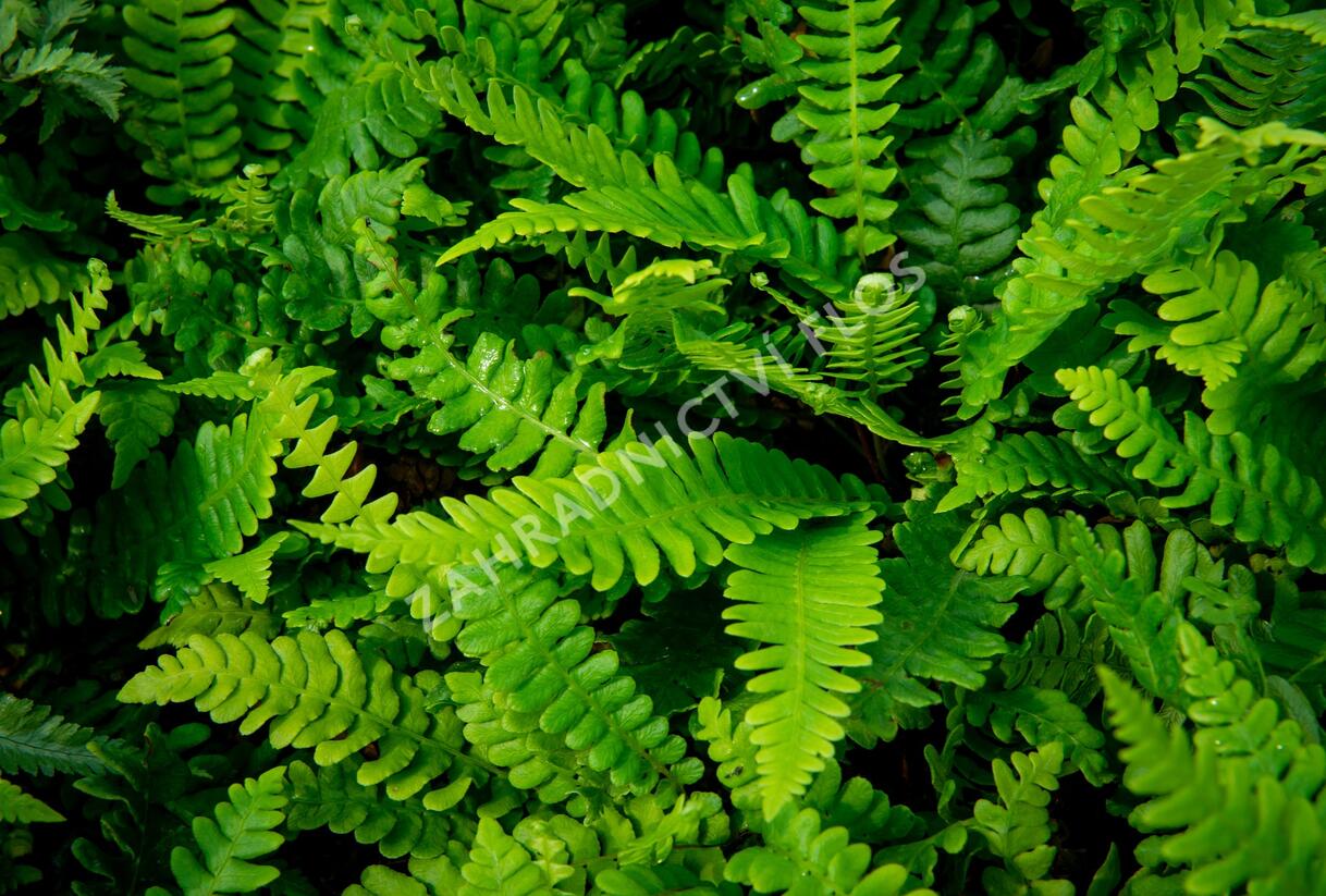 Žebrovice různolistá - Blechnum spicant