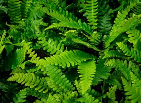Žebrovice různolistá - Blechnum spicant