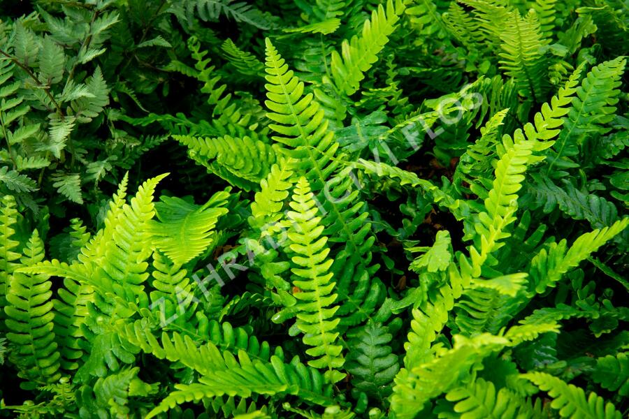 Žebrovice různolistá - Blechnum spicant