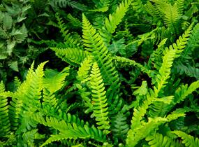 Žebrovice různolistá - Blechnum spicant