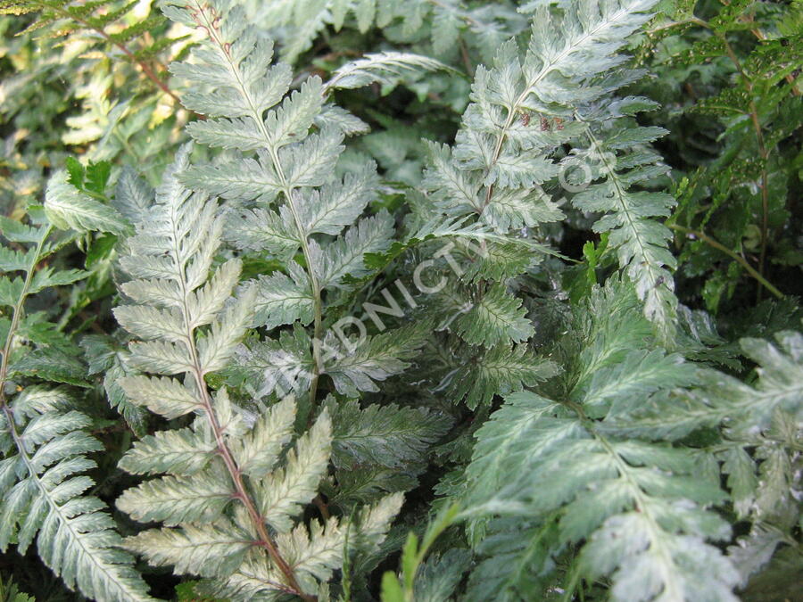 Papratka japonská 'Red Beauty' - Athyrium niponicum 'Red Beauty'