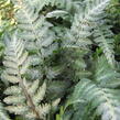 Papratka japonská 'Red Beauty' - Athyrium niponicum 'Red Beauty'