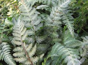 Papratka japonská 'Red Beauty' - Athyrium niponicum 'Red Beauty'
