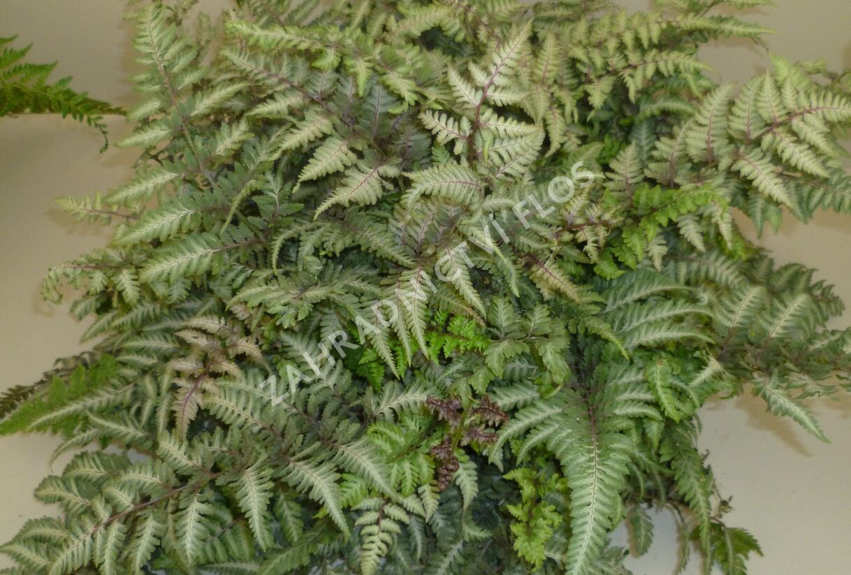 Papratka japonská 'Metallicum' - Athyrium niponicum 'Metallicum'