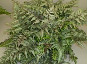 Papratka japonská 'Metallicum' - Athyrium niponicum 'Metallicum'