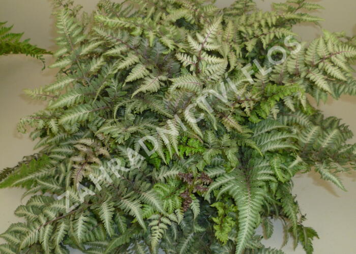 Papratka japonská 'Metallicum' - Athyrium niponicum 'Metallicum'